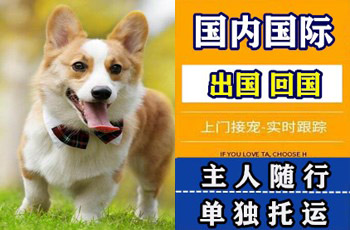 石家庄市宠物托运公司石家庄市宠物托运公司石家庄市宠物托运公司