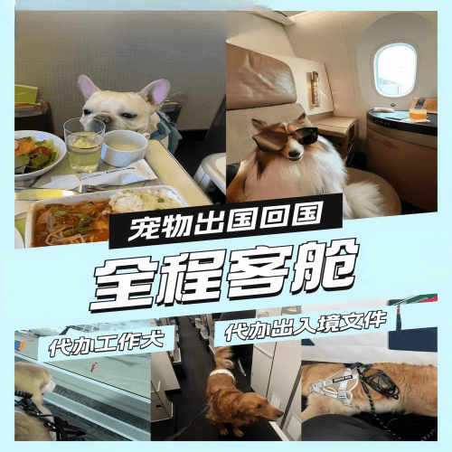 石家庄市宠物托运到白俄罗斯宠物入境规定和要求